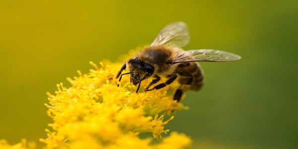 visuel abeille
