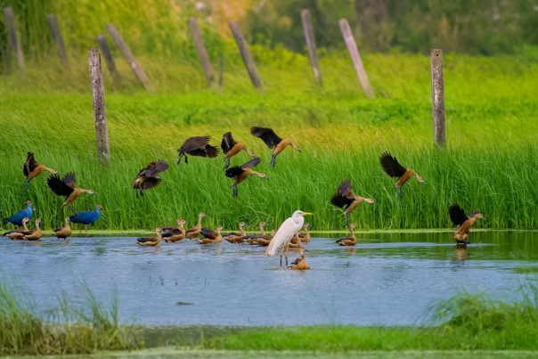 biodiversité 4